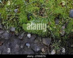 Attēlu rezultāti vaicājumam “Bryoerythrophyllum recurvirostrum sporophyte”