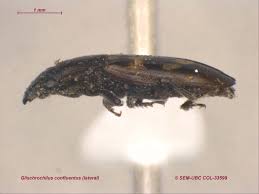 Attēlu rezultāti vaicājumam “Glischrochilus quadripunctatus imago”