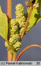 Attēlu rezultāti vaicājumam “Chenopodium acerifolium”