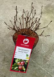 Attēlu rezultāti vaicājumam “Ribes uva-crispa fruit”