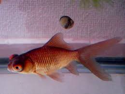 Image result for 出目金