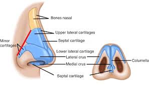 Attēlu rezultāti vaicājumam “Cribraria piriformis”