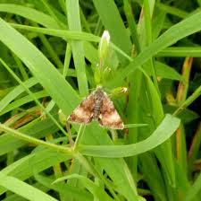 Attēlu rezultāti vaicājumam “Panemeria tenebrata”