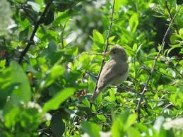 Attēlu rezultāti vaicājumam “Enteridium olivaceum young”