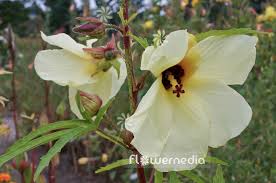 Image result for Abelmoschus moschatus