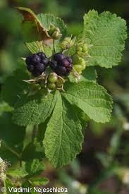 Attēlu rezultāti vaicājumam “Rubus caesius fruit”
