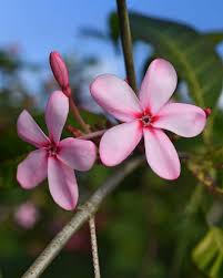 Attēlu rezultāti vaicājumam “Apocynaceae”