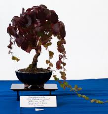 Image result for parthenocissus bonsai