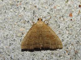 Attēlu rezultāti vaicājumam “Herminia tarsicrinalis”