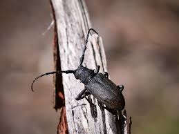 Attēlu rezultāti vaicājumam “Lamia textor”