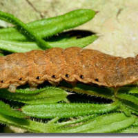 Attēlu rezultāti vaicājumam “Noctua fimbriata imago”