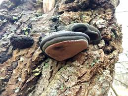 Attēlu rezultāti vaicājumam “Phellinus nigrolimitatus”