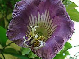 Image result for Glockenrebe