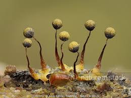 Attēlu rezultāti vaicājumam “Cribraria aurantiaca”