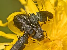 Attēlu rezultāti vaicājumam “Anthaxia quadripunctata”