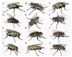 Attēlu rezultāti vaicājumam “Sarcophagidae”