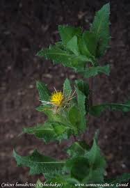 Image result for Cnicus benedictus