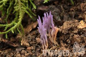 Attēlu rezultāti vaicājumam “Ramariopsis pulchella”