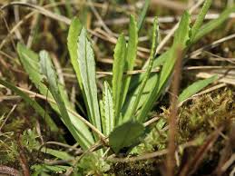 Attēlu rezultāti vaicājumam “Primula farinosa leaf”