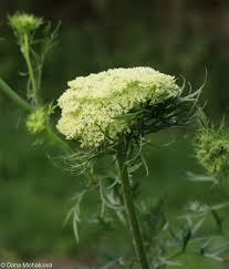Attēlu rezultāti vaicājumam “Daucus sativus flower”