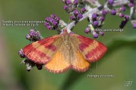 Attēlu rezultāti vaicājumam “Lythria cruentaria”