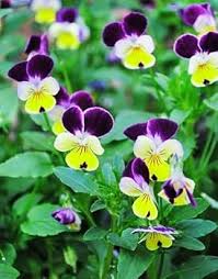 Attēlu rezultāti vaicājumam “Viola epipsila flower”