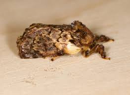 Attēlu rezultāti vaicājumam “Pogonatum dentatum macro”