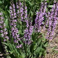 Image result for Salvia pratensis `Rose Rhapsody