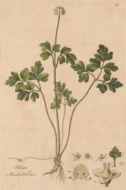 Attēlu rezultāti vaicājumam “Adoxa moschatellina”