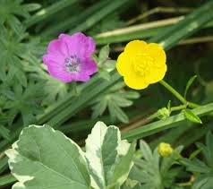Attēlu rezultāti vaicājumam “Ranunculus repens flower”