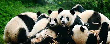 Image result for pandas