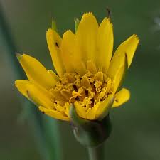 Attēlu rezultāti vaicājumam “Tragopogon pratensis subsp. pratensis”