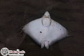 Image result for Aetomylaeus bovinus