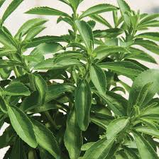 Image result for Stevia rebaudiana