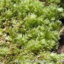 Attēlu rezultāti vaicājumam “Neckera”