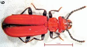 Attēlu rezultāti vaicājumam “Cucujidae”