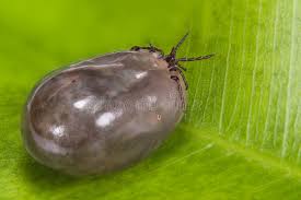 Attēlu rezultāti vaicājumam “Ixodes female”
