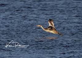 Attēlu rezultāti vaicājumam “Podiceps cristatus juvenile”