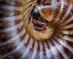 Attēlu rezultāti vaicājumam “Ommatoiulus sabulosus”