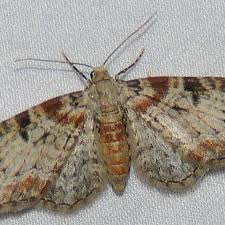 Attēlu rezultāti vaicājumam “Eupithecia icterata female”