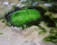 Attēlu rezultāti vaicājumam “Enteromorpha sp.”