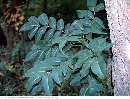 Attēlu rezultāti vaicājumam “Phellodendron amurense leaf”