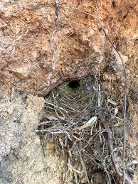 Attēlu rezultāti vaicājumam “Troglodytes troglodytes nest”