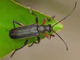 Attēlu rezultāti vaicājumam “Cortodera femorata”