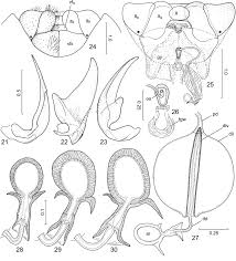 Attēlu rezultāti vaicājumam “Pinthaeus sanguinipes”