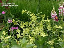 Image result for Nicotiana x sanderae