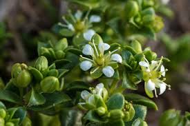 Attēlu rezultāti vaicājumam “Honckenya peploides flower”