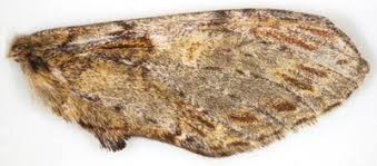 Attēlu rezultāti vaicājumam “Peridea anceps”