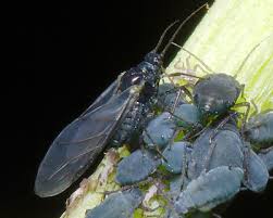 Attēlu rezultāti vaicājumam “Aphis jacobaeae”