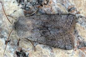 Attēlu rezultāti vaicājumam “Orthosia opima”